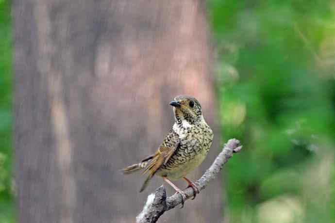 雌性白喉矶鸫（1）