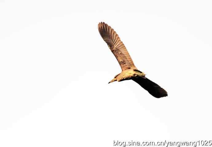 飞(夜鹭)31 飞(夜鹭)31