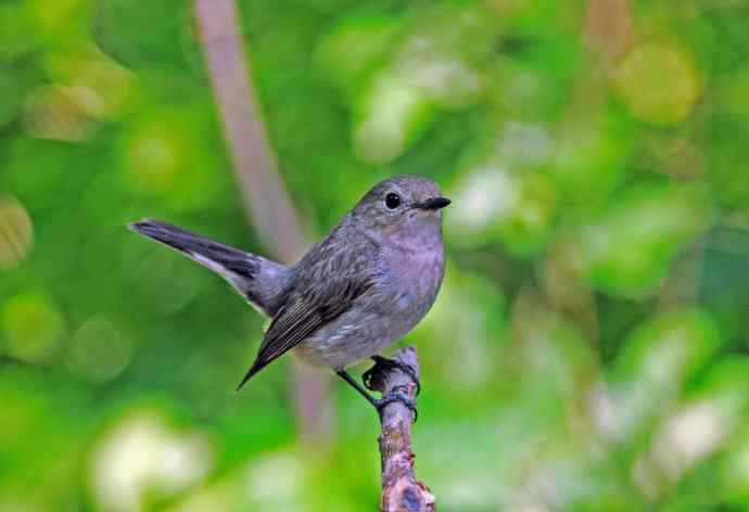 雌性白眉姬鹟(亚成鸟) 雌性白眉姬鹟(亚成鸟)
