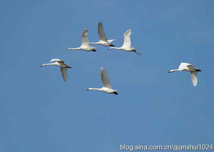 展翅飞翔.白天鹅(官厅水库)