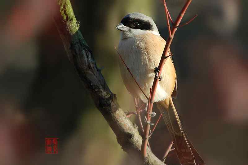 剑侠作品:红嘴蓝鹊