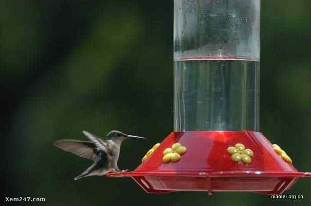 [组图]国外精致别致的鸟窝(40p)