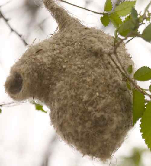 攀雀终于做了父亲