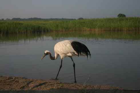 一组丹顶鹤摄影