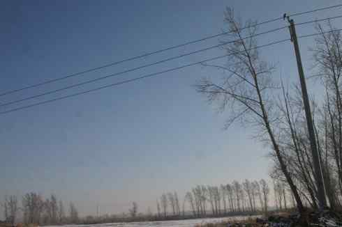 明锐异常的大庆猛鸮