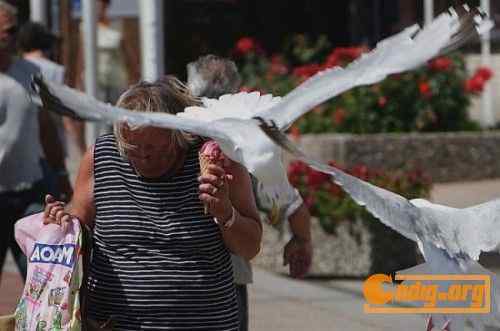 [组图]海鸥爱吃冰淇淋