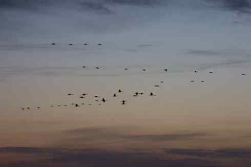 晚霞中的白头鹤