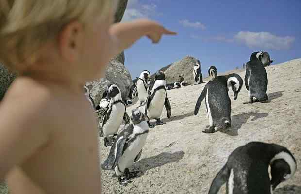 南非企鹅住进人工鸟巢