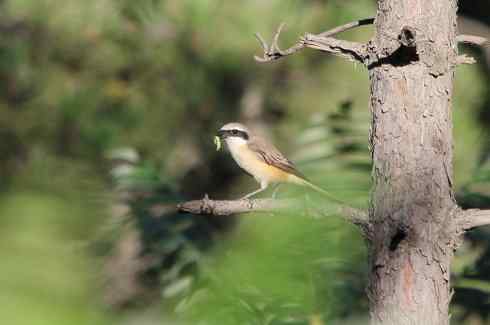 内蒙古鸟类摄影——红尾伯劳