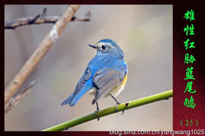 雄性红胁蓝尾鸲（25）