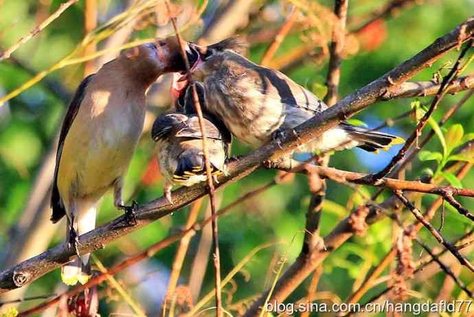 美国鸟类摄影——雪松太平鸟（7）