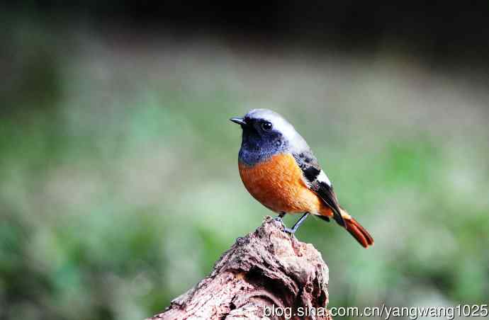 雄性北红尾鸲（18）