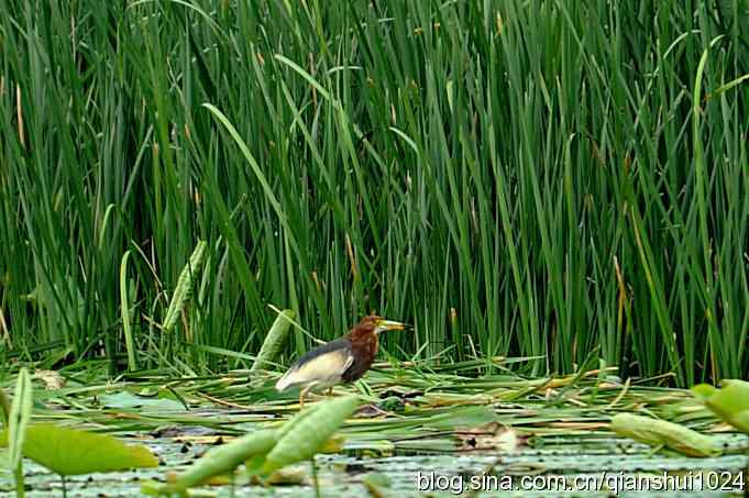 池鹭荷塘走秀(圆明园)*