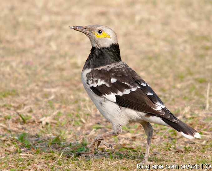 大年三十小夫妻吵架(组图)
