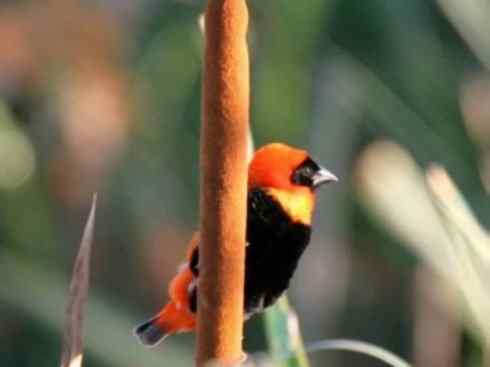 美丽无罪：雀鸟之寡妇鸟