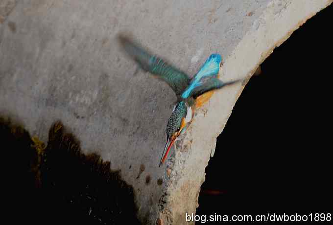 新年第一炮：小翠抓虾