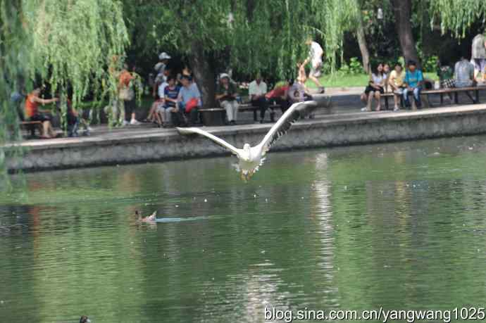 明星（鹈鹕大白）