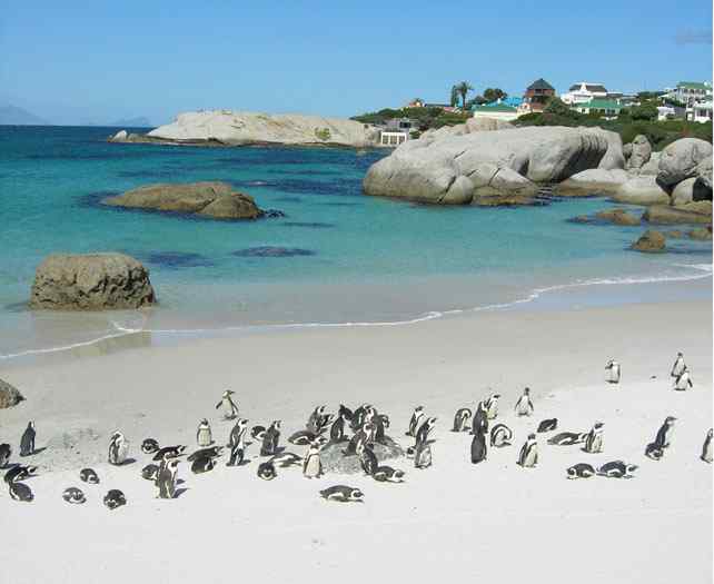 南非企鹅住进人工鸟巢