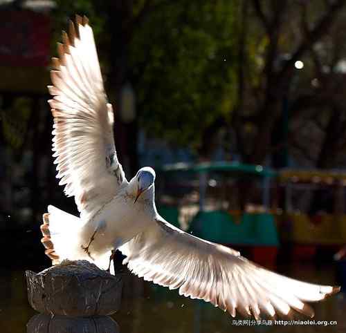 95张鸟儿嬉戏精品图集
