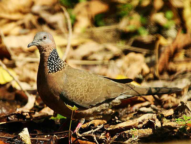 厦门常见鸟类图谱