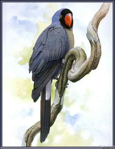 世界灭绝动物画像大全