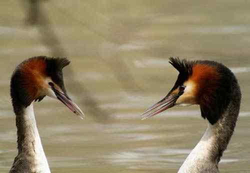 水上探戈舞蹈家——鸊鷉