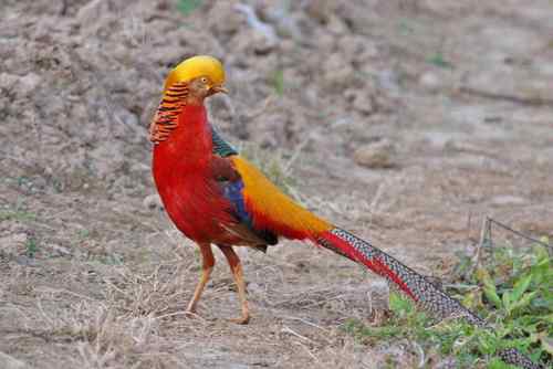 宽阔水自然保护区的红腹锦鸡