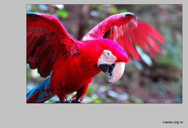 西双版纳鸟类摄影