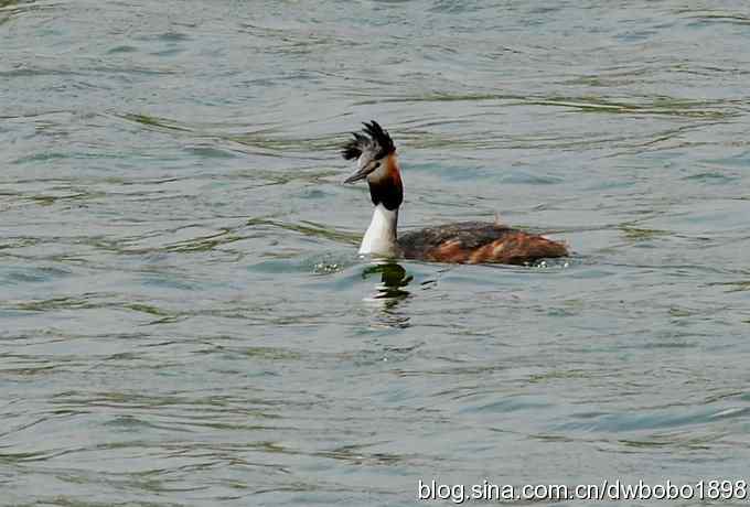 沙河观鸟 沙河观鸟