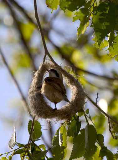 攀雀快乐织巢和歌唱