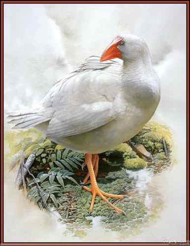 世界灭绝动物画像大全