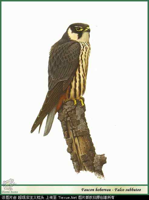 手绘画第5辑——猛禽和啄木鸟