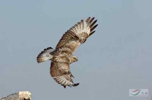 多图展示捕鼠英雄毛脚狂