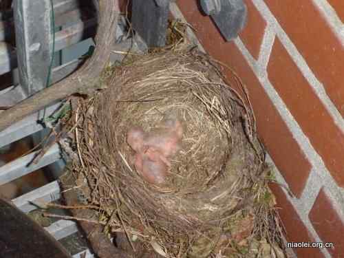 [组图]刚出生的小鸟