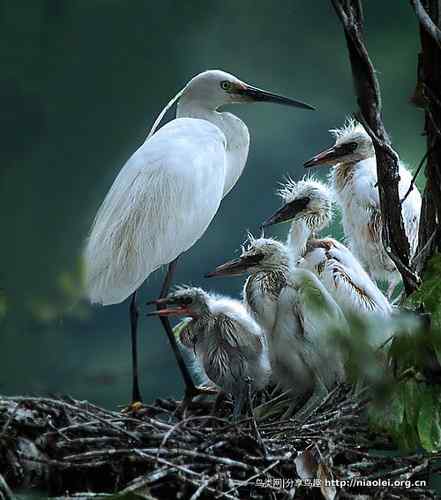 95张鸟儿嬉戏精品图集