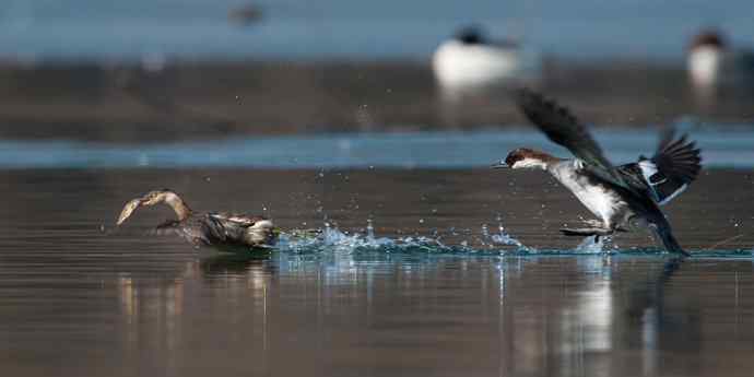 白秋沙鸭抢劫小