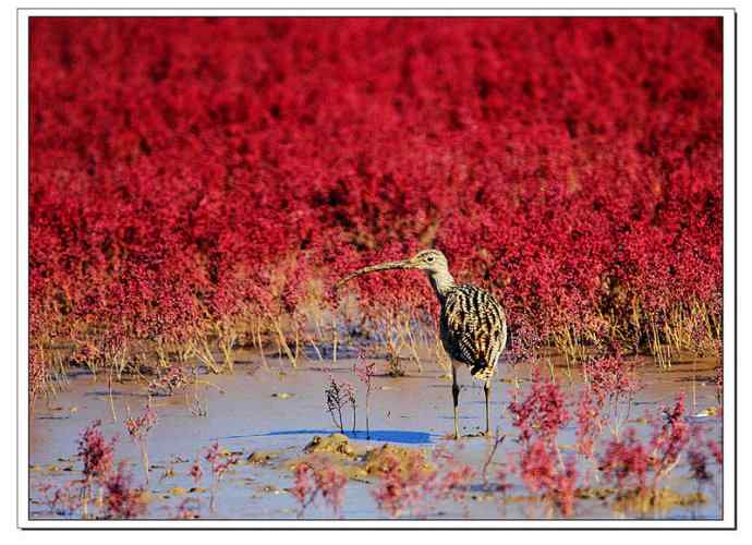 红海滩里的濒危杓鹬