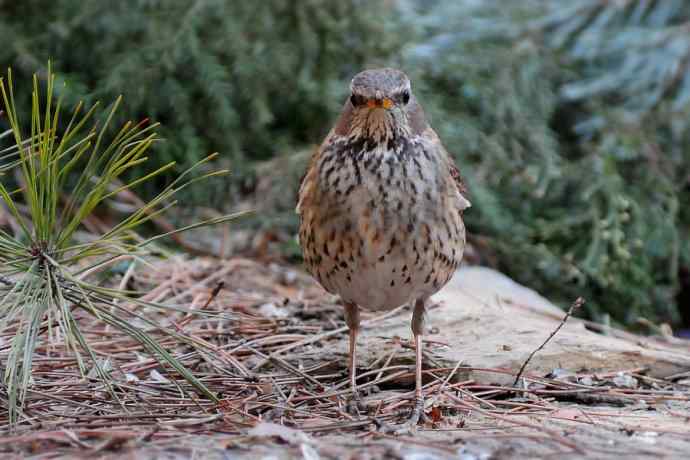春天行走 wbr北植几只鸟