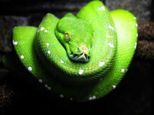 龙：传说的兽原型探秘（树蟒类）