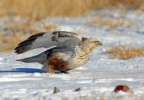 [组图欣赏]毛脚鵟妈妈