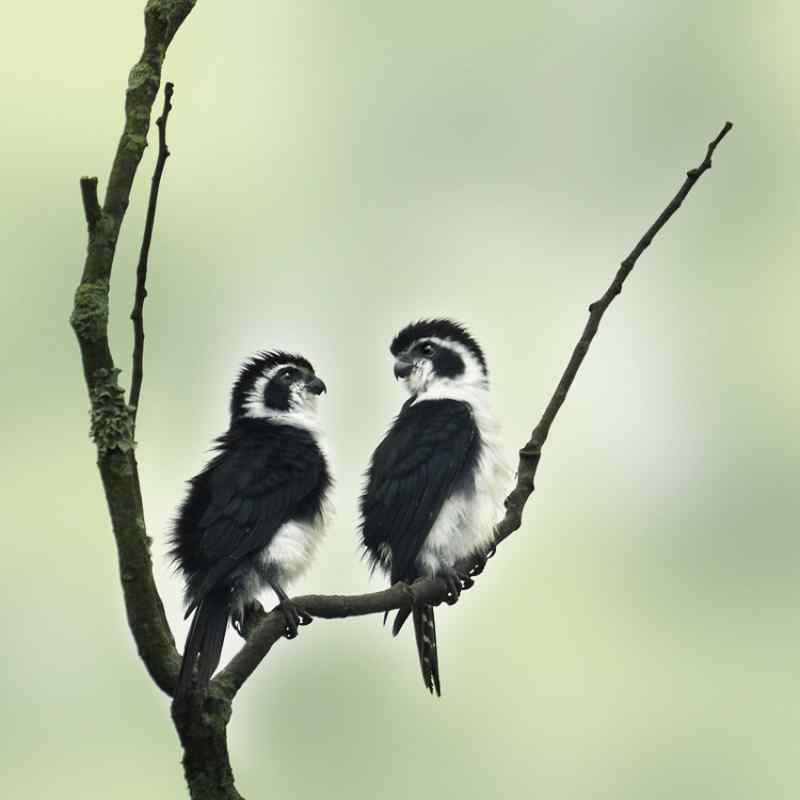 可爱至极的熊猫鸟 可爱至极的熊猫鸟