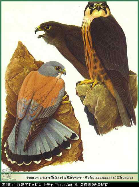 手绘画第5辑——猛禽和啄木鸟