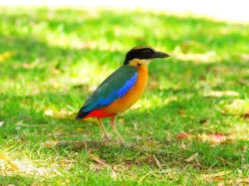 美丽无罪：雀鸟之欣赏2