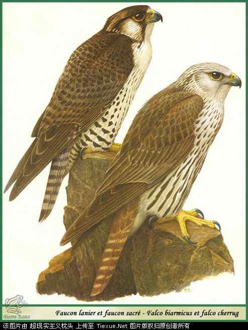 手绘画第5辑——猛禽和啄木鸟