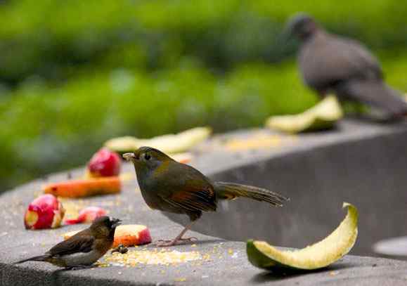 文殊院的灰胸薮鹛