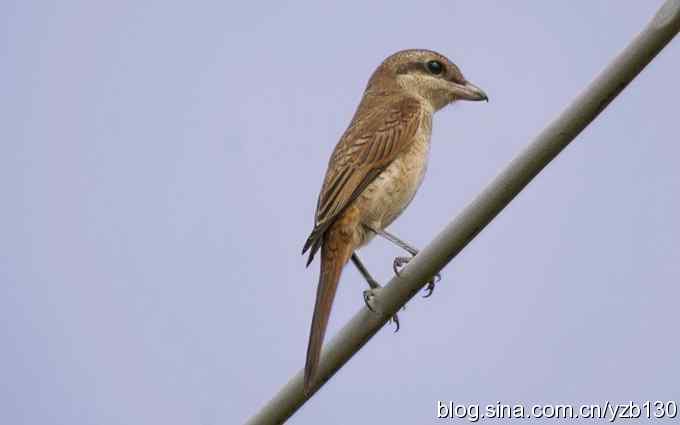 七里海周边鈥湻街酃扳澊蚰