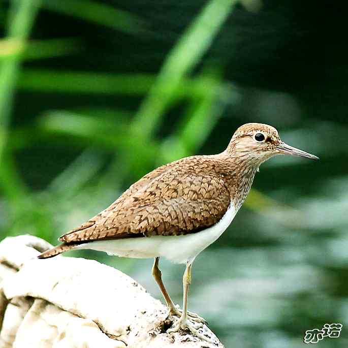 圆明园&nbsp;wbr路&nbsp;wbr白腰草鹬和矶鹬
