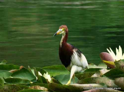 95张鸟儿嬉戏精品图集