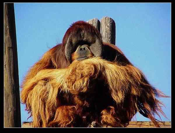 动物世界图片(下) 动物世界图片(下)