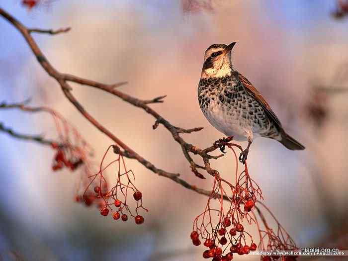 天极网壁纸：四季鸟类